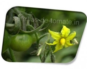 semillas-de-tomate