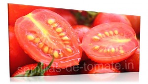semillas-de-tomate.in