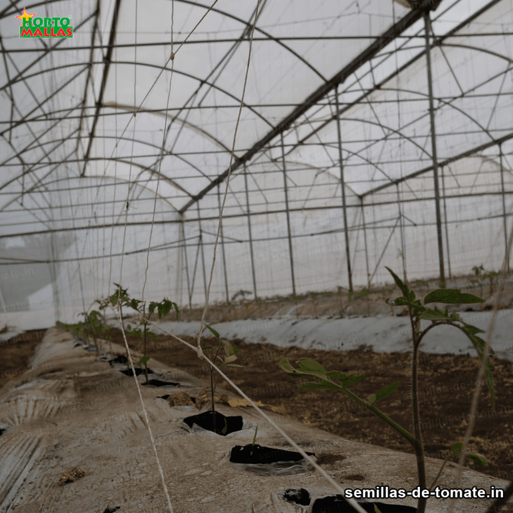 Malla espaldera para cultivo de tomates 