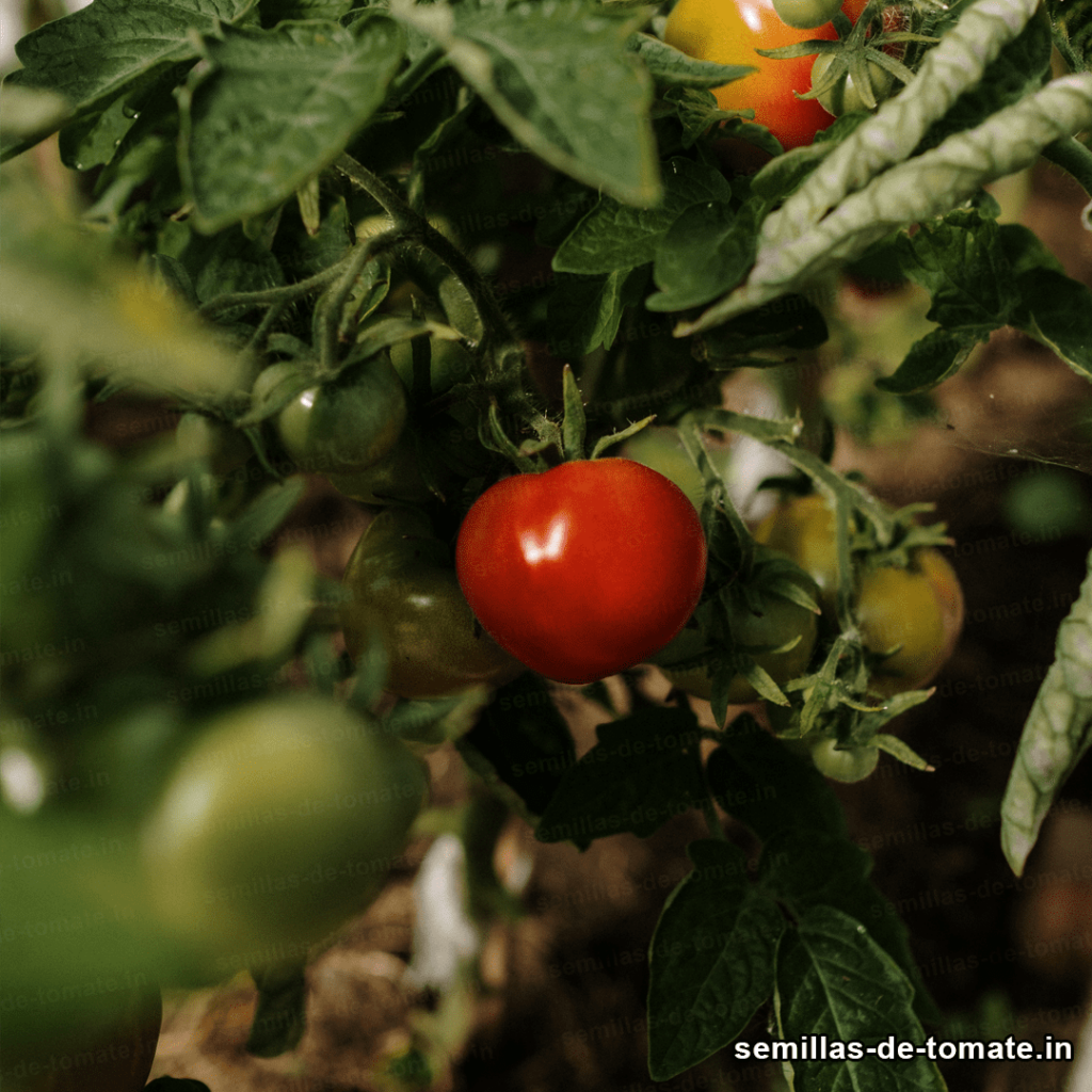 Malla espaldera para enturtorar cultivo de tomate 